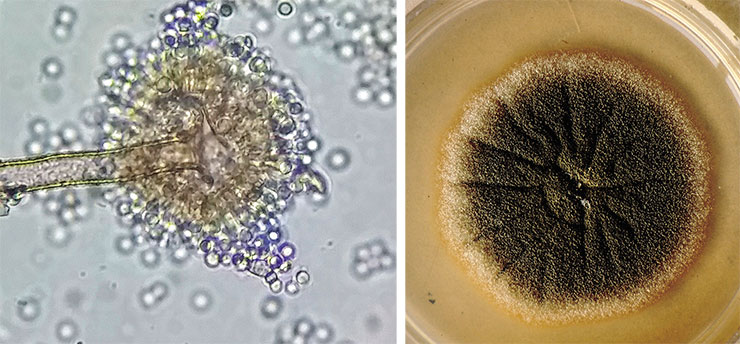 The mould fungus Aspergillus flavus is a known pathogen of many crops. It grows as a mycelium, which can form sclerotia (ball-shaped plexus of hyphae) in unfavorable conditions. Propagates asexually by conidia, i.e., spore-forming structures (left). Photo by Scot Nelson/ Public Domain. Right: a colony of the fungus on agar. © CC BY 2.0/JIRCAS Library
