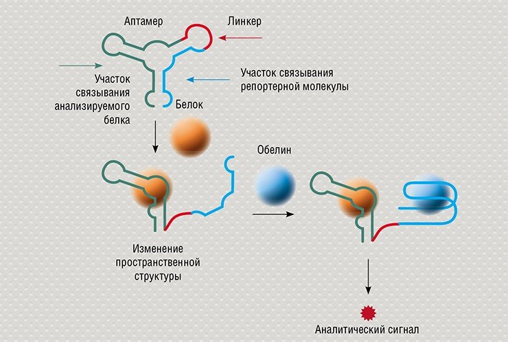 Принцип действия переключаемого аптасенсора на основе бивалентного аптамера базируется на последовательном связывании с анализируемой и репортерной молекулой. Аптамер представляет собой молекулу ДНК или РНК, в состав которой входят два узнающих фрагмента (зеленый и голубой на схеме) и соединительный участок (красный). Один из узнающих фрагментов может связывать только молекулу анализируемого белка, например гликированный гемоглобин. Другой узнающий фрагмент, связывающийся с репортерной молекулой (например, люминесцентным белком обелином), начинает «работать» только после захвата молекулы-мишени, что определенным образом изменяет пространственную структуру всего сенсора (Vorobyeva, Vorobjev et al., 2016)
