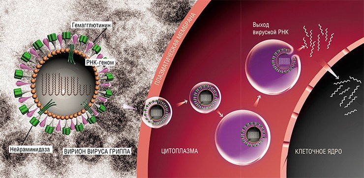 На поверхности липидной оболочки вируса гриппа располагаются два типа гликопротеинов – гемагглютинины и нейраминидаза. Вирусная частица прикрепляется к клетке путем формирования комплекса между молекулами гемагглютининов и сиаловой кислоты на поверхности клетки, а затем проникает внутрь нее путем эндоцитоза – впячивания мембраны и формирования пузырьков. Высвобождение вирусной РНК из везикулы происходит при снижении pH внутри нее до значения 5.0. В результате мембрана вируса сливается с эндосомальной мембраной, и генетический материал выходит наружу и проникает в ядро клетки. По: (Рябчикова, 2009)