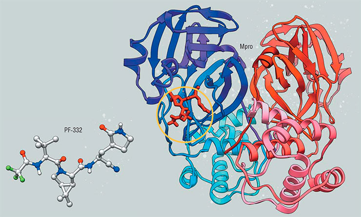 Ингибитор PF-332 (нирматрелвир) производства компании Pfizer стал основой лекарства «Паксловид» от COVID-19