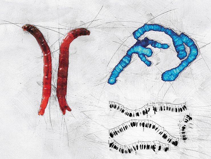 Красные «червячки» – личинки одного из видов хирономид, известные всем рыбакам под названием «мотыль», а голубые – их политенные хромосомы, окрашенные флуоресцентным красителем. Справа внизу – цитофотокарта хирономиды Sergentia rara Proviz V. et Proviz L. (Провиз, Провиз, 1999)