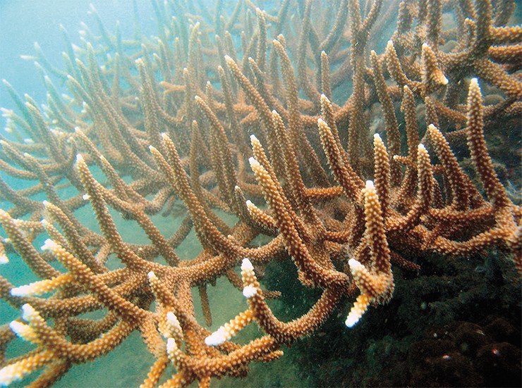 Ветвистые колонии кораллов р. Acropora – обычные обитатели благополучных рифов