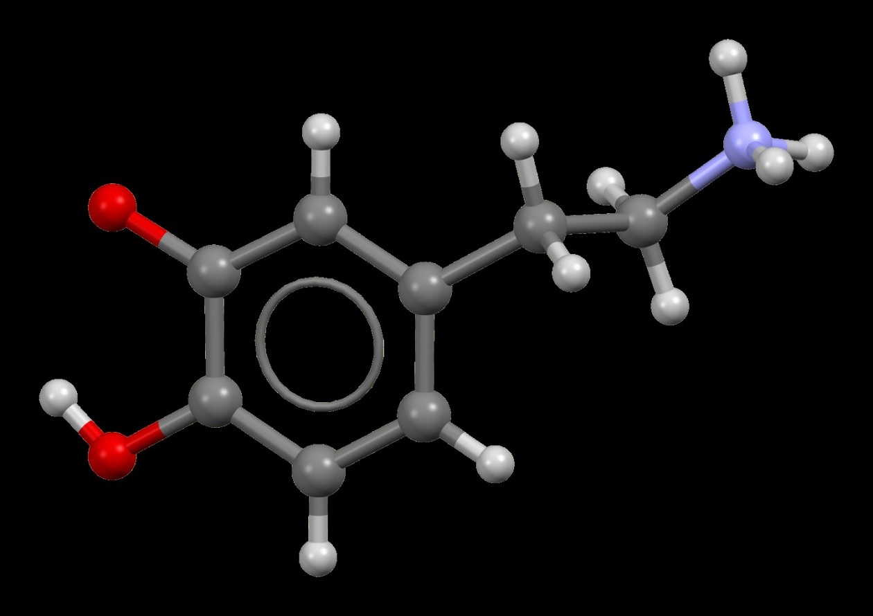 Модель молекулы дофамина (C₈H₁₁NO₂), построенная га основе данных, полученных с помощью дифракции рентгеновских лучей на монокристаллах. Автор В. Милз