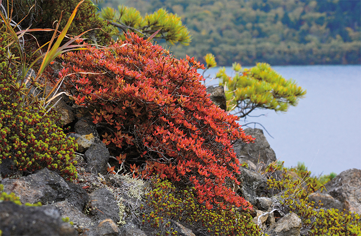 The Chonoski rhrododendron (Rhododendron tschonoskii) is a small slow-growing thermophilic shrub. In Russia, it only grows in the southern part of the Kurilskiy nature reserve on the Kunashir Island. It is very appealing aesthetically both during the flowering and in the fall. Photo: A. Yakovlev