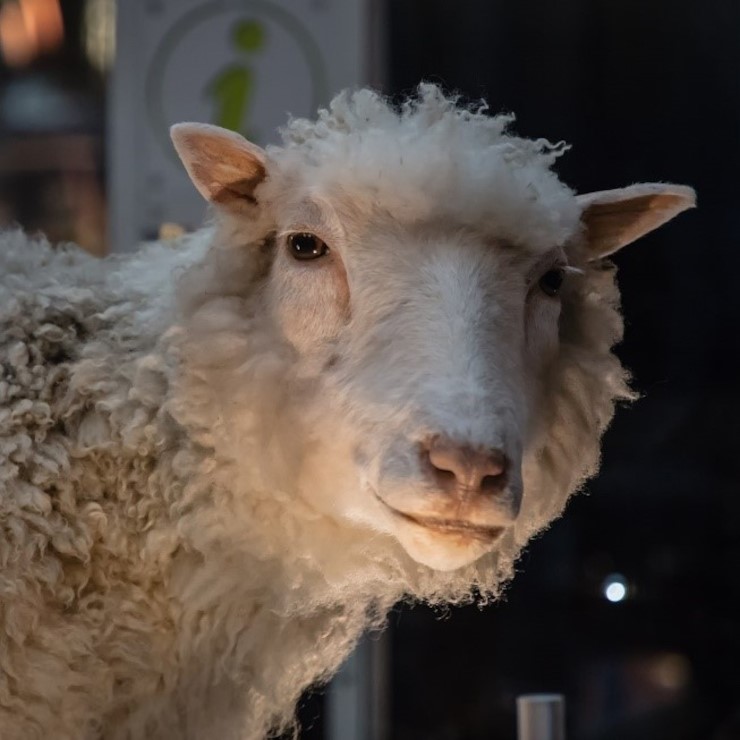 Овца Долли была первым животным, клонированным с использованием переноса ядра обычной соматической клетки в яйцеклетку. © CC BY 2.0/london road