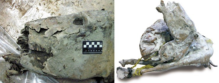 Тело этой ископаемой лошади было растерзано хищниками, – предположительно, пещерными львами: ее голова и передние ноги были оторваны, а на коже сохранились глубокие следы когтей