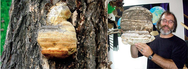 Высушенные плодовые тела лиственничного трутовика, или «кровяной» губки, некогда были одним из предметов российского экспорта. Внизу – плодовое тело гриба в руках американского миколога П. Стаметса