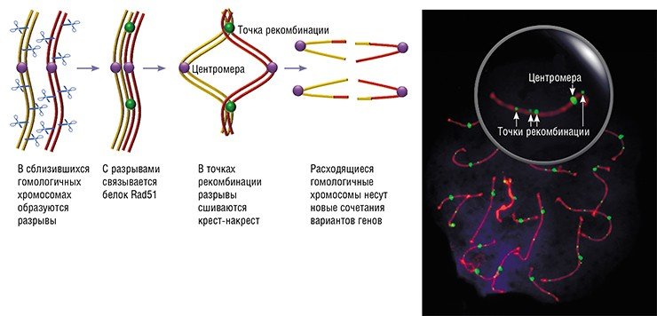 Кошки – чемпионы по частоте генетической рекомбинации, т. е. обмена участками парных хромосом при мейотическом делении клеток. На хромосомах кота, окрашенных флуоресцентными антителами, хорошо видны центромеры, которые дают сильный сигнал, и точки рекомбинации (сайты связывания белка MLH1), дающие более слабый сигнал. Обратите внимание, как близко на некоторых хромосомах друг от друга и от центромер расположены точки рекомбинации