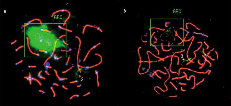 A DNA probe marked with green fluorochrome made for the zebra finch chromosome hybridizes with the zebra finch GRC very well (a), but a Bengalese finch GRC probe does it much worse (b). The greater the evolutionary gap between two species, the lower the similarity of their GRC’s and, consequently, the degree of hybridization. The probe hybridizes not only with the GRC, but also with specific regions of the chromosomes from the main set, where there are original copies of sequences contained in the GRC (for example, in the third chromosome). Photo: K. Zadesenets and T. Karamysheva