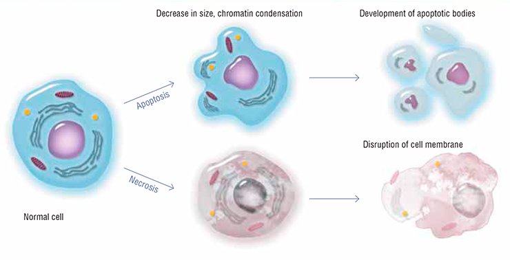 Apoptosis causes irreversible changes in cell morphology. The cell decreases in size and is fragmented into apoptotic bodies, the cell membrane remaining undamaged. This prevents the release of toxic and immunogenic substances into the intercellular space while the cell is ingested and digested by specialized cells (macrophages). In the case of an alternative (pathological) kind of cell death, necrosis, the cell swells, and the membrane breaks down releasing the cell contents and leading to inflammation