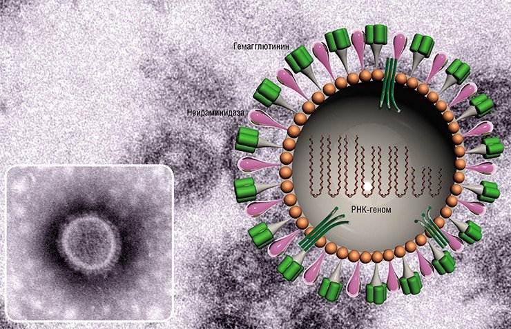 Схема строения вириона вируса гриппа. Матриксный белок, расположенный под мембраной, придает жесткость оболочке вируса. В мембрану встроены молекулы белка гемагглютинина, отвечающего за связывание вирусной частицы с рецепторами клетки-хозяина, и фермента нейраминидазы, облегчающие вирусу попадание в клетки организма хозяина. Внутри вириона находятся комплексы РНК и белков, необходимых для размножения вируса. Фото Е. Рябчиковой (НХБФМ СО РАН, Новосибирск)