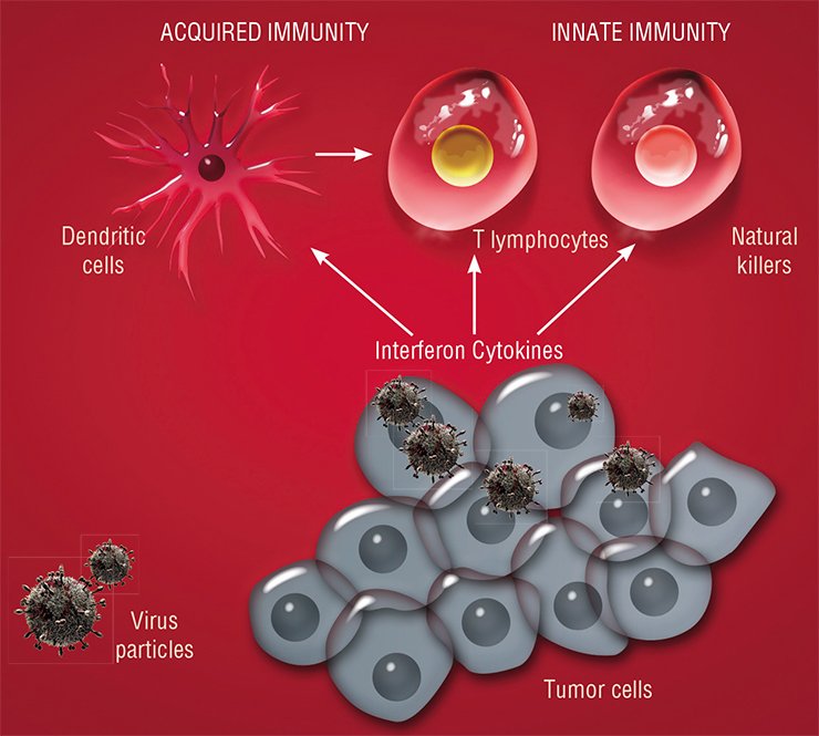 Viruses not only kill tumor cells, but also stimulate antitumor immune response. Infection with a virus stimulates tumor cells to release numerous cytokines, hormone-like proteins and peptides, and the cells forming the tumor stroma (vessels and connective tissue), to produce interferon. All these substances act on the cells referred to as natural killers and set them against tumor cells. Cytokines recruit and activate dendritic cells, which recognize tumor cells and “teach” cytotoxic T lymphocytes. Thus, viral infection activates both the innate and acquired immunities