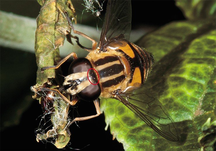 У этой мухи из рода Helophilus помимо больших фасеточных глаз имеется три дополнительных простых глазка (оцелли)