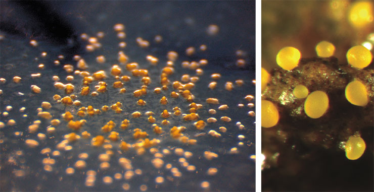 The myxobacterium Myxococcus xanthus forms fungus-like fruiting bodies by aggregating individual cells, like dictyostelid slime moulds do. Bottom left: a colony of hungry bacteria forming fruiting bodies; right: a fruiting body with spores consisting of about 100,000 individual cells. © GFDL/Trance Gemini; © CC BY-SA 4.0/Michiel Vos