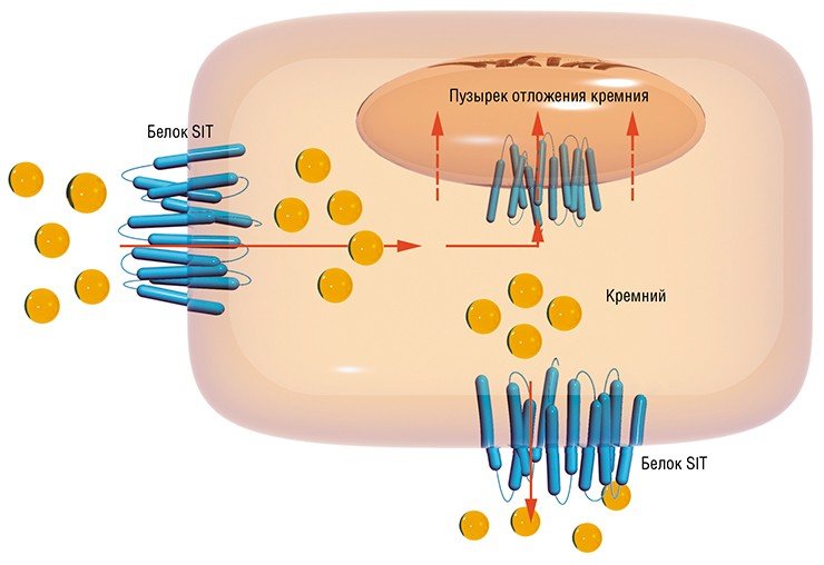 У диатомовых водорослей распознают, связывают и транспортируют кремниевую кислоту из окружающей среды особые белки SIT. Попав в клетку, кремниевая кислота транспортируется в специализированные везикулы, где она полимеризуется, превращаясь в створку новой клетки, которая затем выводится из клетки наружу. По: (Thamatrakoln et al., 2006)