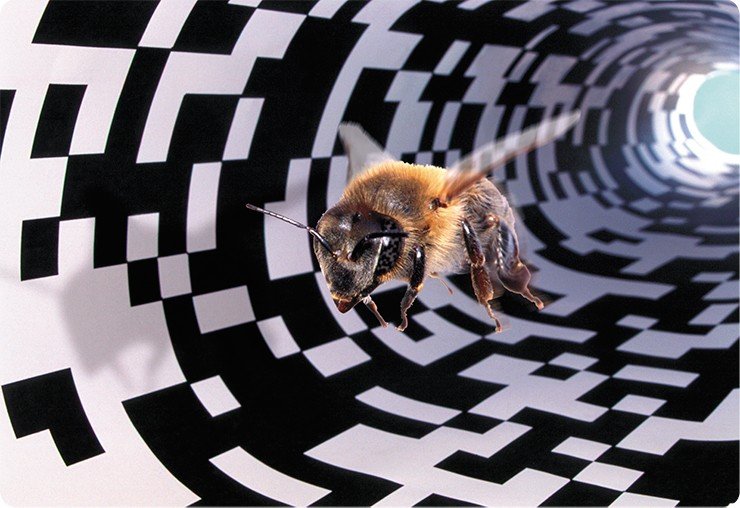 Пчелы-сборщицы, обученные летать через узкие туннели с узорчатыми стенками, по пути к источнику пищи наблюдают быструю смену образов, как если бы они летели вдоль стены. Получающееся в результате высокое оптическое течение порождает виляющий танец, в котором неверно представлено истинное расстояние