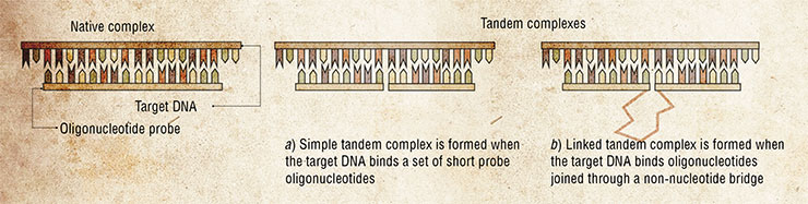 Diagnostic systems for DNA detection consist of sets of short synthetic oligonucleotides capable of binding the assayed single-stranded DNA and forming tandem complexes. Simple tandem complexes (a) have an advantage of binding individual oligonucleotide probes more efficiently due to the cooperative interactions between the probes complementary to the adjacent parts of the target DNA. Linked tandem probes (b) can carry inserts of different nature, allowing fine-tuning of their binding affinity and sensitivity or resistance to various enzymes. Developed in SB RAS ICBFM