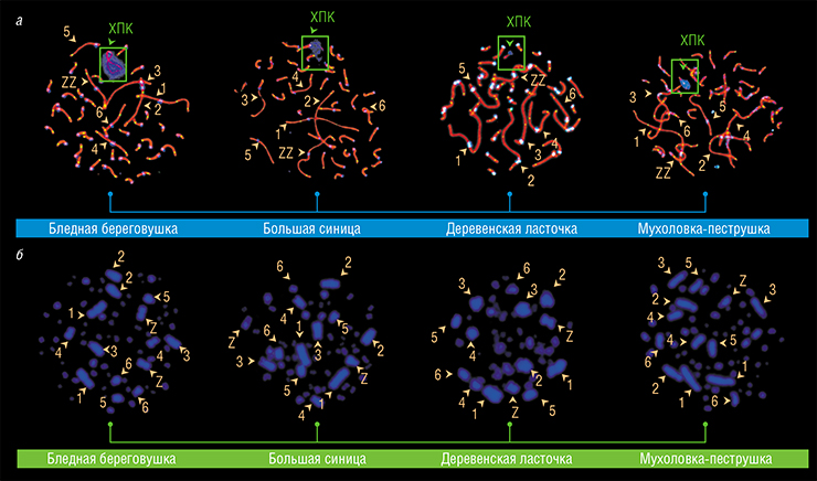 ХПК обнаружена в сперматоцитах бледной береговушки, большой синицы, деревенской ласточки и мухоловки-пеструшки (а), но в клетках костного мозга этих птиц она отсутствует (б). В отличие от самок, у самцов не имеет пары и окружена синим облаком антицентромерных антител. Цифрами обозначены макрохромосомы в порядке уменьшения размера, буквами Z и W – половые хромосомы. Фото Л. Малиновской и И. Пристяжнюк