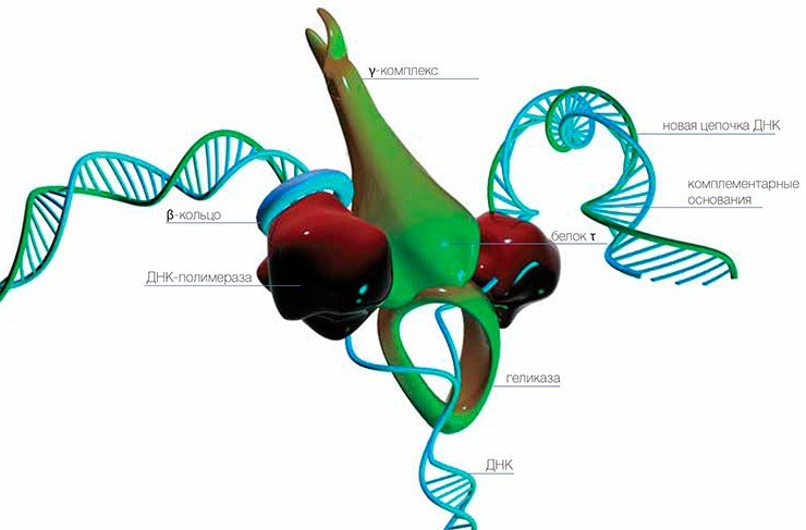 Умножаем информацию. При делении клетки двойная спираль ДНК раскручивается, и сложный комплекс из многих белков по матрице каждой цепочки ДНК собирает комплементарные цепочки.Похоже на цирковую акробатику: геликаза расплетает спираль, ДНК-полимераза синтезирует новую ДНК, b-кольцо удерживает ДНК-полимеразу, чтобы та не «свалилась» с ДНК, белок t держит вместе всех остальных участников; если эта акробатическая пирамида все же распадется, g-комплекс собирает ее обратно (по: Goodman, 2002)