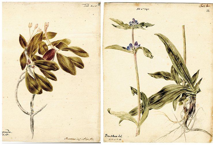 Left: Andromeda (bog rosemary). Drawing by J. Ch. Berckhan to the 4th volume of Flora Sibirica by J. G. Gmelin (1769). Gmelin indicated one of the Russian names of this plant, piana trawa, that is, vinous herb. Water color, pencil. SPB RASA . Coll. I. Inv. 105. File 22. Sheet 25. On Right: Swertia. Drawing by J. Ch. Berckhan to the 4th volume of Flora Sibirica by J. G. Gmelin (1769). Water color, pencil. SPB RASA. Coll. I. Inv. 105. File 22. Sheet 22