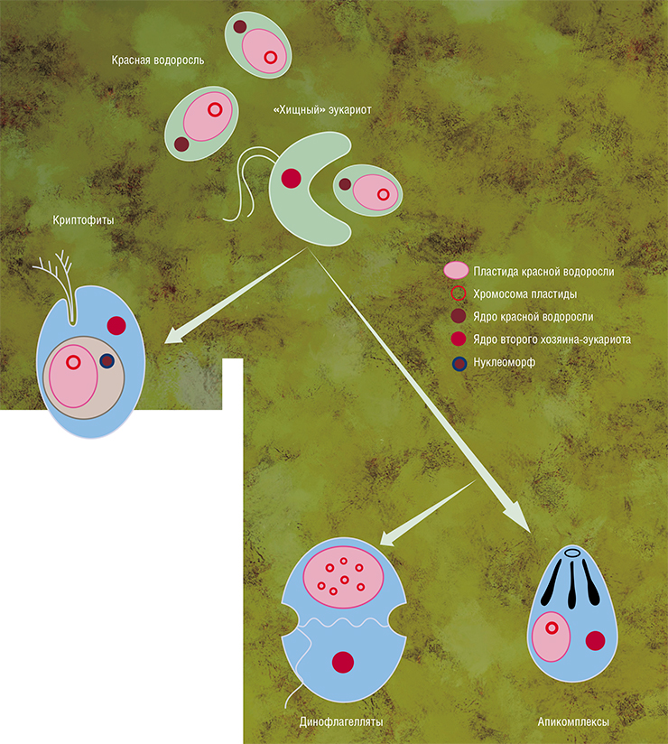 Второй этап эволюции пластид: вторичный эндосимбиоз.  В ходе него красные водоросли сами превратились в клеточные органеллы внутри других эукариотических организмов.  В результате получилось  что-то вроде матрешки: в одном эукариоте скрывается другой,  в котором, в свою очередь, «сидят» останки древнего прокариота. По: (Keeling, 2004)