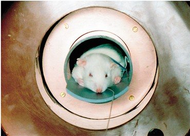 Подопытная крыса в резонаторе ЭПР-спектрометра в ходе эксперимента по мониторингу pH в желудке