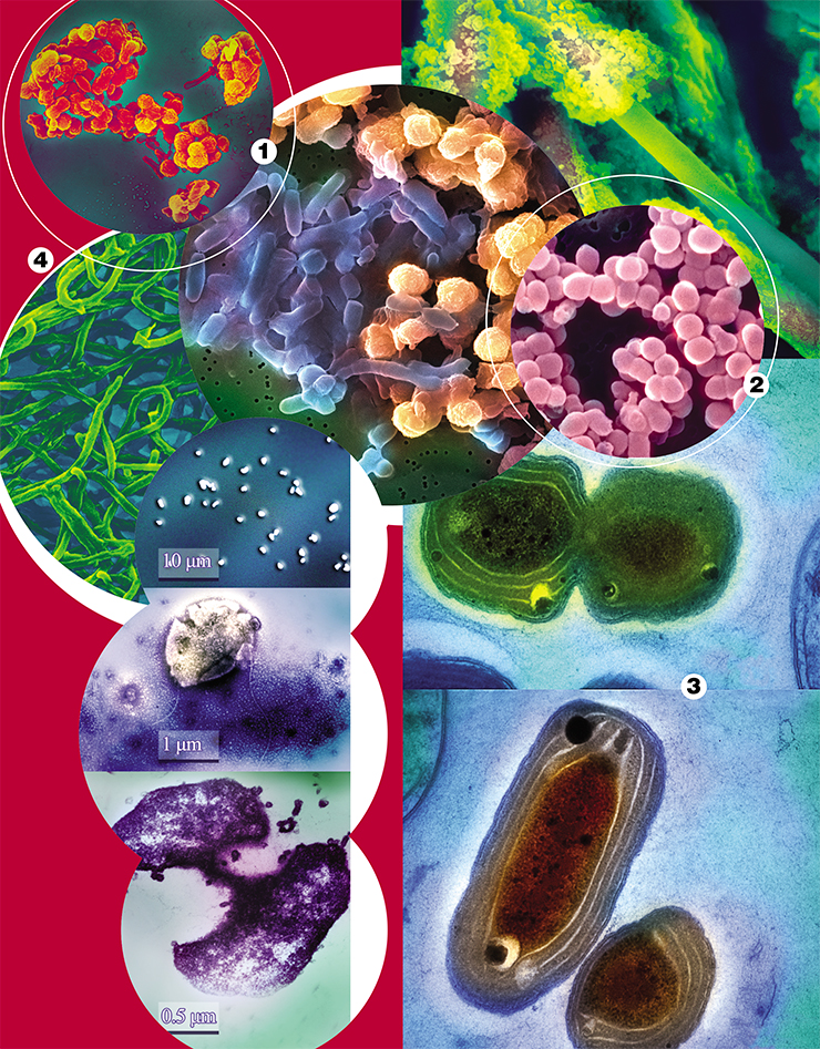 Байкальские микроорганизмы: (1) бактерии из донных осадков, окисляющие железо и марганец; (2, 3) пикопланктон; (4) воздушный мицелий актиномицета Streptomyces sp. Фото Ю. Захаровой (1), И. Тихоновой (2, 3), И. Теркиной (4) (ЛИН СО РАН, Иркутск)