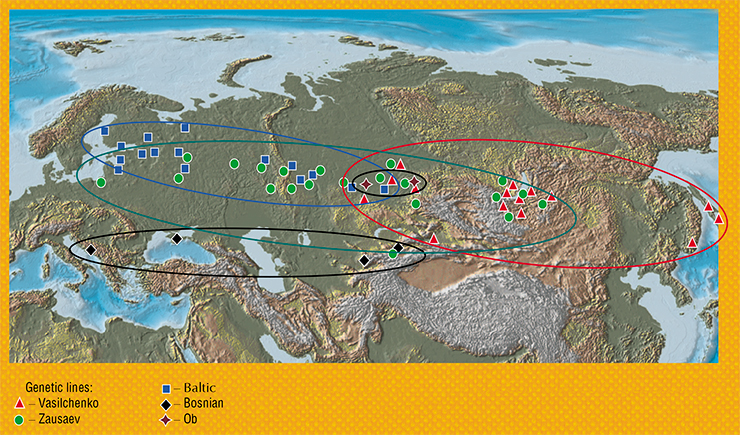 Distribution: genetic lines of the Siberian subtype of the TBEV. Finds are marked by icons