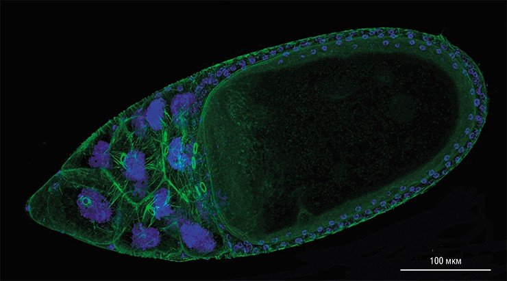 Яйцевая камера дрозофилы состоит из ооцита и пятнадцати питающих клеток. Чтобы получить микрофотографию на лазерном сканирующем микроскопе, использовались два красителя – фаллоидин и DAPI. Фаллоидин прочно связывается с актиновыми филаментами и стенками кольцевых канальцев, окрашивая их в зеленый цвет, DAPI окрашивает в синий цвет ядра клеток. Филаменты показаны в виде нитей, кольцевые каналы – в виде овалов