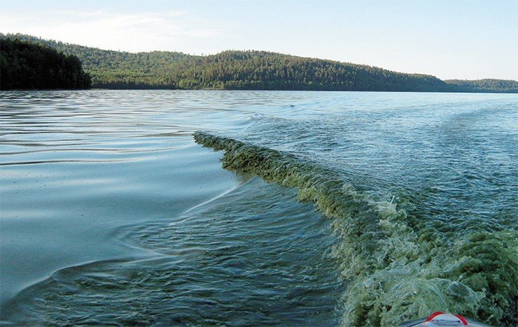Цианобактерии могут бурно размножаться не только на прибрежном мелководье, но и по всей акватории озера, из-за чего вода приобретает характерный сине-зеленый цвет