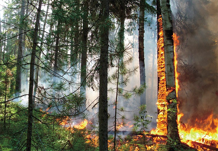 Лесной пожар в заповеднике «Юганский». Фото С. Кривоногова. По: (Бульонкова, 2023)