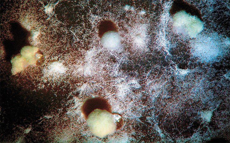 Микроскопические грибы – одни из самых вездесущих высших (эукариотических) организмов. Вверху – колония энтомопатогенного гриба Beauveria bassiana из рассевов атмосферного воздуха