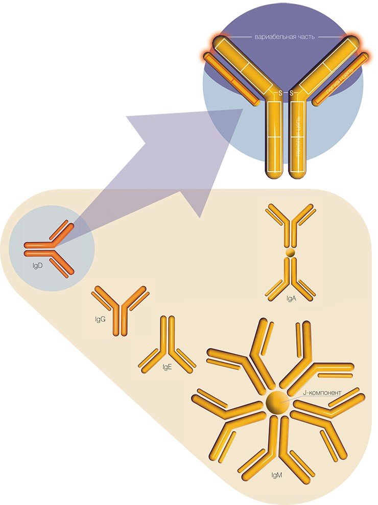 Структура и типы антител. Лимфоциты синтезируют пять типов антител. Антитела (иммуноглобулины) представляют собой белки с двумя «легкими» и двумя «тяжелыми цепями», соединенными дисульфидными (S—S) связями. Цепи содержат как константные, так и вариабельные части, значительно различающиеся у разных антител. Вариабельные части отвечают за специфическое связывание антител с разными антигенами. Разные типы антител отличаются по структуре и размерам легких и тяжелых цепей, а также по наличию J-компонента, который связывает несколько молекул с образованием димеров (IgA) или пентамеров (IgM)