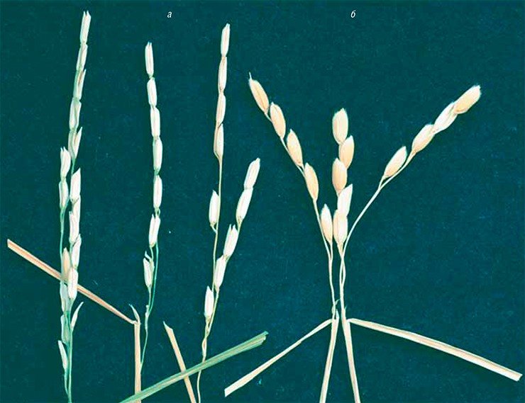 Паразитические нематоды представляют угрозу и для генеративных частей (плодов и семян) растений. На фото – семена риса, пораженные нематодой Aphelenchoides besseyi (а), значительно отличающиеся по размеру от здоровых (б)