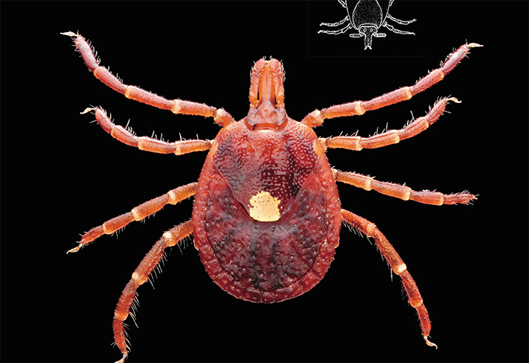 The lone star tick Amblyomma americanum occurs widely in the southeastern United States. This tick is known to carry several species of ehrlichiae, the causative agent of tularemia, and the recently discovered Heartland and Bourbon viruses. Public Domain