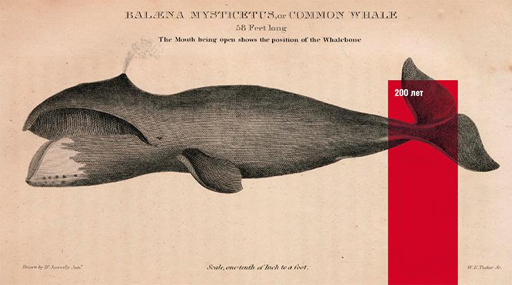 Гренландский кит – второе по величине млекопитающее в мире после синего кита. Средний возраст пойманных особей близок к полувеку, максимальная зарегистрированная продолжительность жизни – более 200 лет. Рис. из кн. H. C. Кэри, Я. Ли «Американская естественная история» (1826–1828). © Public domain