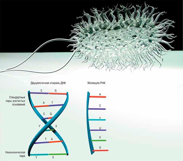 Американским исследователям впервые удалось заставить воспроизводиться в бактериальной клетке фрагменты «химерной» ДНК, в которую были введены неканонические «буквы» – основания, названные X и Y. В качестве модели использовалась кишечная палочка E. coli. На фото вверху – скульптурное изображение кишечной палочки. Стекло. Худ. Л. Джеррам