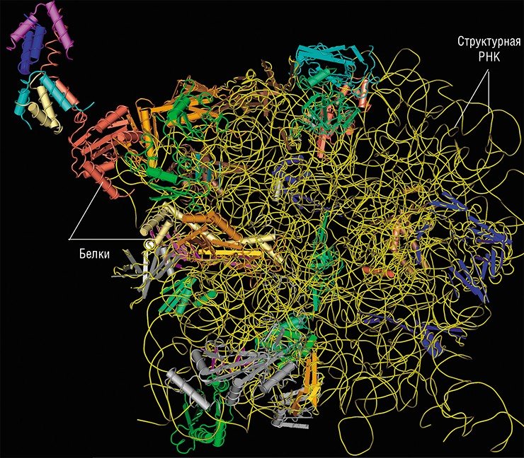 В рибосоме встречается три вида РНК: кодирующая мРНК, несущая информацию о строении белка, и два вида некодирующих РНК которые непосредственно участвуют в синтезе белка. Структурные рибосомные РНК вместе с белками составляют каркас субчастиц рибосомы; транспортные РНК активируют и переносят на рибосому аминокислоты, из которых синтезируется белок. Вверху – молекулярная структура большой субчастицы рибосомы клетки высших организмов