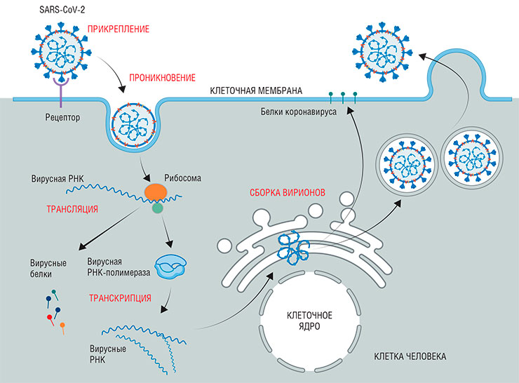 Потенциальные стадии-мишени жизненного цикла SARS-CoV-2. Этот коронавирус относится к РНК-вирусам: в качестве «наследственной» молекулы у него выступает не ДНК, а РНК, которая способна непосредственно служить матрицей для синтеза белков. Попав в клетку, вирус с помощью клеточных рибосом синтезирует фермент РНК-полимеразу, необходимую для копирования своей РНК. На следующем этапе в клетке синтезируется множество копий вирусной РНК, а рибосомы по матрице этой РНК собирают разнообразные вирусные белки. Далее с использованием других клеточных органелл происходит сборка вирусных нуклеокапсидов, а затем и самих частиц вируса. Они выходят наружу, когда зараженная клетка заканчивает жизнь апоптозом («самоубийством»). По: (Нетесову, 2021)