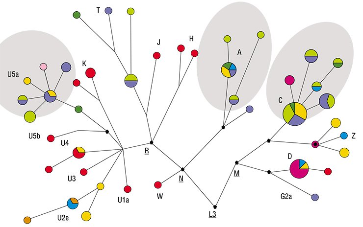 Schematic view of the phylogenetic tree for the mitochondrial DNA from the remains of Baraba individuals associated with different periods of the Bronze Age. The circle symbols indicate specific structural variants of mtDNA. The size of a circle is proportional to the number of individuals with a particular structural variant of mtDNA. The colors showing the ethnocultural association of the samples are similar to those used in the chronological scale of archaeological cultures. The contour lines show the mtDNA groups that are used as genetic markers for the succession between the populations of different periods