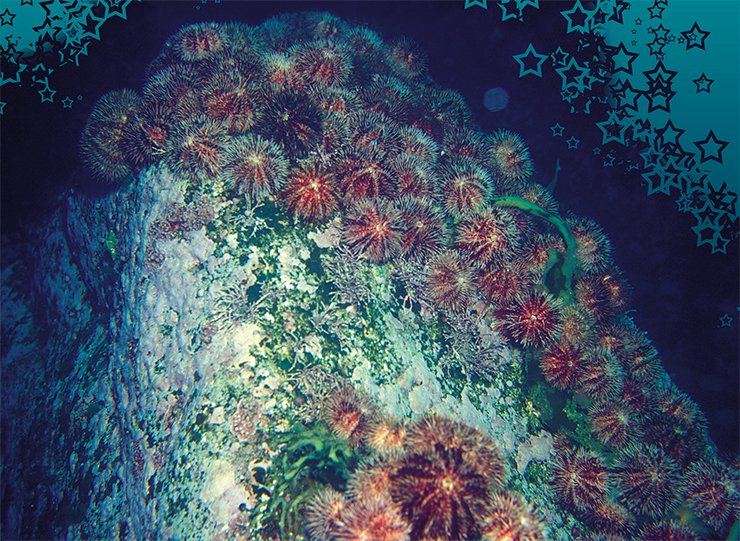 Скопление серых морских ежей на подводной скале. Фото 1990 г. — сейчас увидеть такое уже невозможно! Японское море, глубина 18 метров