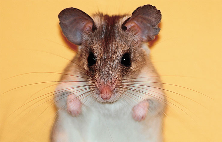 Spiny mice make good pets: they are cleanly and do not smell, unlike many other rodents; they easily become tame; with proper care, they can live up to 3–8 years. © CC BY-NC-SA 2.0/Leo Reynolds