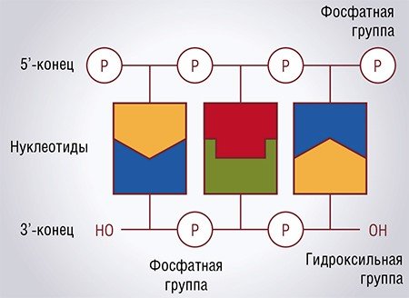 ДНК обычно состоит из двух цепей, каждая из которых составлена из отдельных звеньев – нуклеотидов, соединенных фосфатной группой. Существует четыре вида нуклеотидов; нуклеотиды разных цепей связываются между собой по принципу комплементарности (как ключ и замок). Концы линейной цепочки ДНК химически разные, один называется 5’-концом, а другой – 3’-концом. Как русский текст принято читать слева направо, так и последовательность ДНК принято «читать» от 5’-конца к 3’-концу