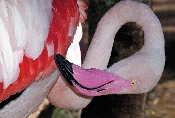 Согласно генетическим исследованиям, эта чомга (или большая поганка) (внизу) и розовый фламинго (вверху) являются близкими родственниками. Птиц объединяет и наличие на лапах ногтей, а не когтей, как у всех птиц. Фото А. Юрлова и В. Глупова (ИСиЭЖ СО РАН, Новосибирск)