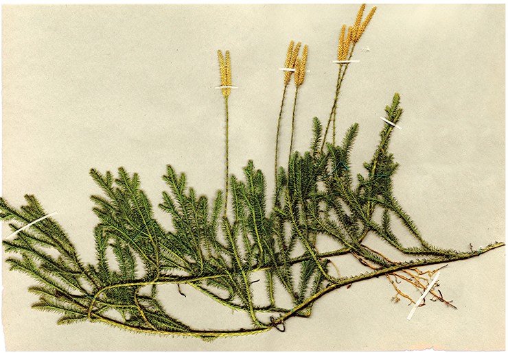 Плаун булавовидный (Lycopodium clavaturn) – споровое многолетнее вечнозеленое растение из семейства плауновых. Порошок из спор издавна применяют для присыпки опрелостей у младенцев