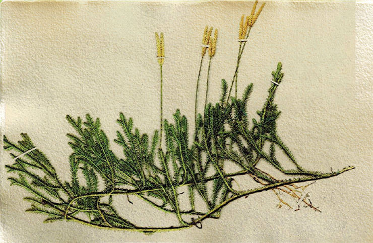 Плаун булавовидный (Lycopodium clavatum) – споровое вечнозеленое растение из семейства плауновых. Порошок из спор издавна применяют для присыпки опрелостей у младенцев. Гербарий ЦСБС (Новосибирск)