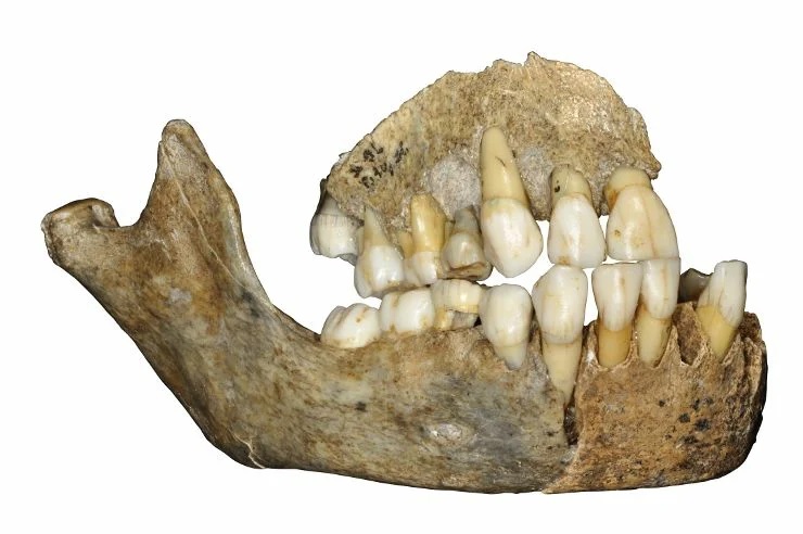 Нижняя челюсть и фрагмент верхней челюсти девочки-неандерталки из пещеры Складина. Фото: J. Eloy, AWEM, © Archéologie Andennaise
