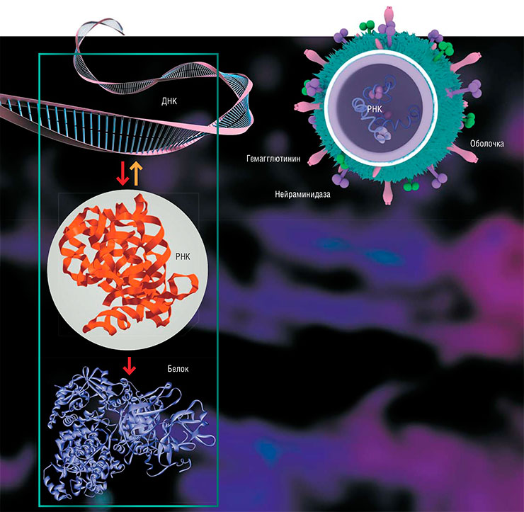 Внутри вириона гриппа находится восемь фрагментов свернутой в кольцо одноцепочечной РНК, защищенной матричным и нуклеокапсидным белками. В оболочку вируса встроены молекулы гемагглютинина и нейраминидазы, отвечающие за связывание вирусной частицы с рецепторами клетки-хозяина. По: (Шестопалов, 2006). Согласно центральной догме молекулярной биологии, поток информации в клетке идет в направлении от ДНК к РНК и далее к белку. Однако существует и «обратная транскрипция» – синтез ДНК по матрице РНК, характерный для РНК-содержащих вирусов и необходимый им для встраивания своего материала в геном клетки-хозяина