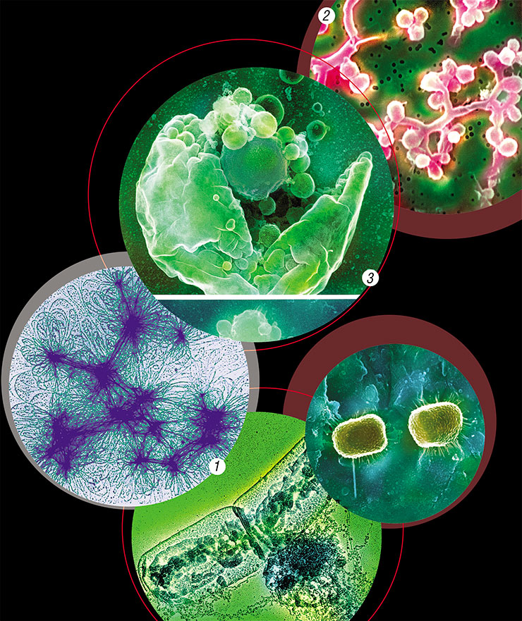 Both untwisted DNA from the nucleoid of colibacilus (1) and the spore-bearing mycelium of actinomycete (2) foreran flowers which arrived billions of years after the first appearance of prokaryotes. A cell nucleus, the feature that distinguishes all higher organisms, shows up out of the destroyed membrane of a yeast cell (3). Photographs by E. Kiseleva and I. Terkina