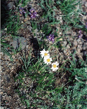 Арктогерон злаковый (Arctogeron gramineum (L.) DC.), забайкальский эндемик, на который обратил внимание Паллас. Фото А. Сытина